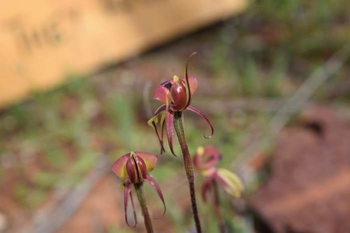 Caladenia roei - Orchid-ant-Sep-2018p0004.JPG